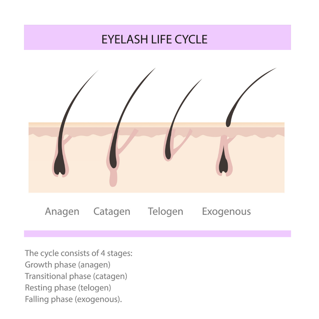 The Life of your Eyelashes and How To Look After Them